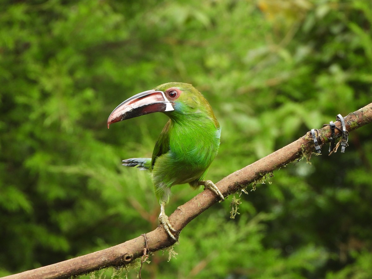 Crimson-rumped Toucanet - ML646367736