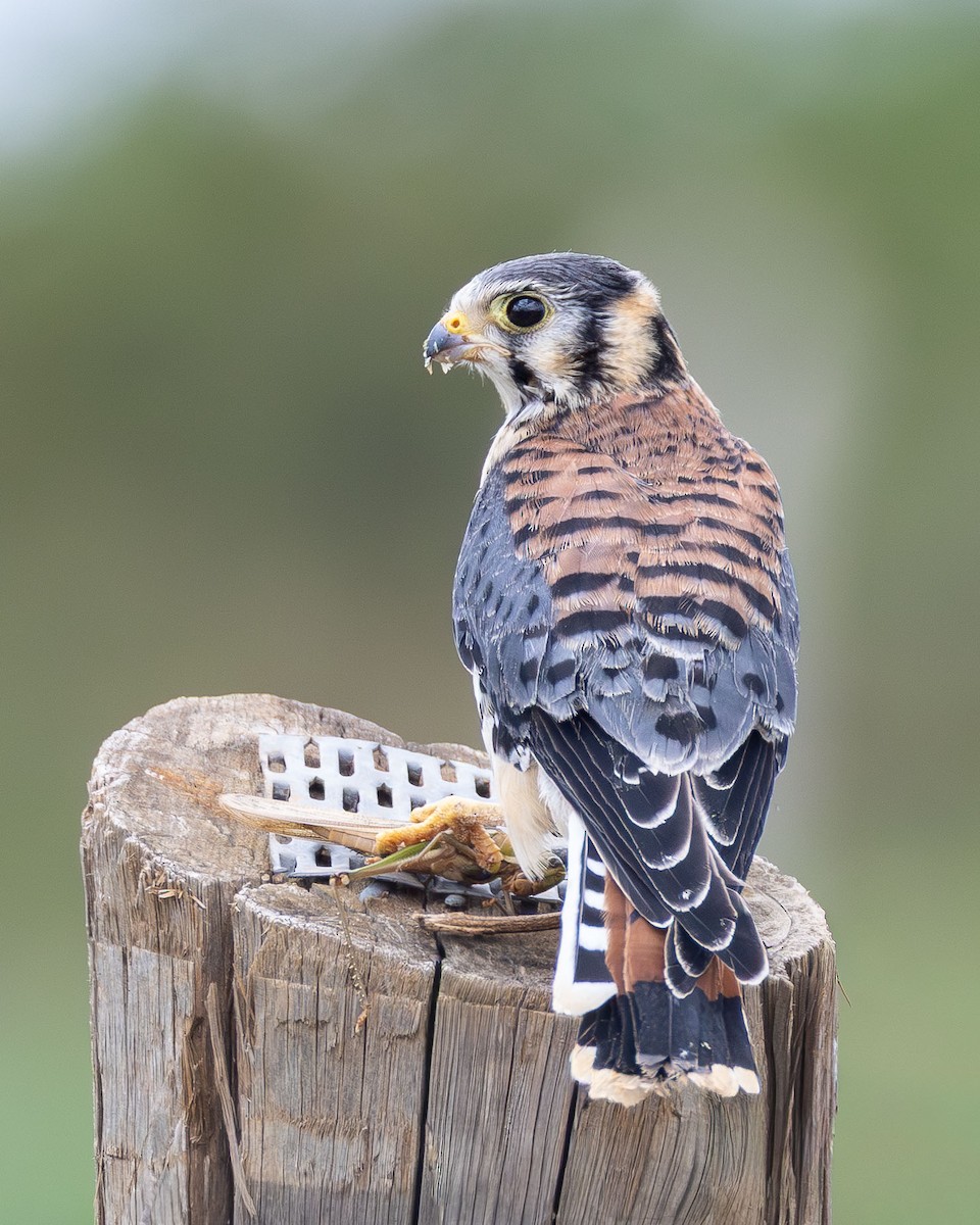 American Kestrel - ML646367741
