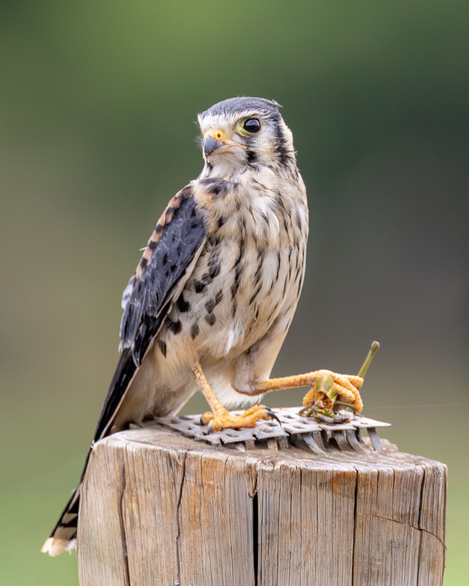 American Kestrel - ML646367742