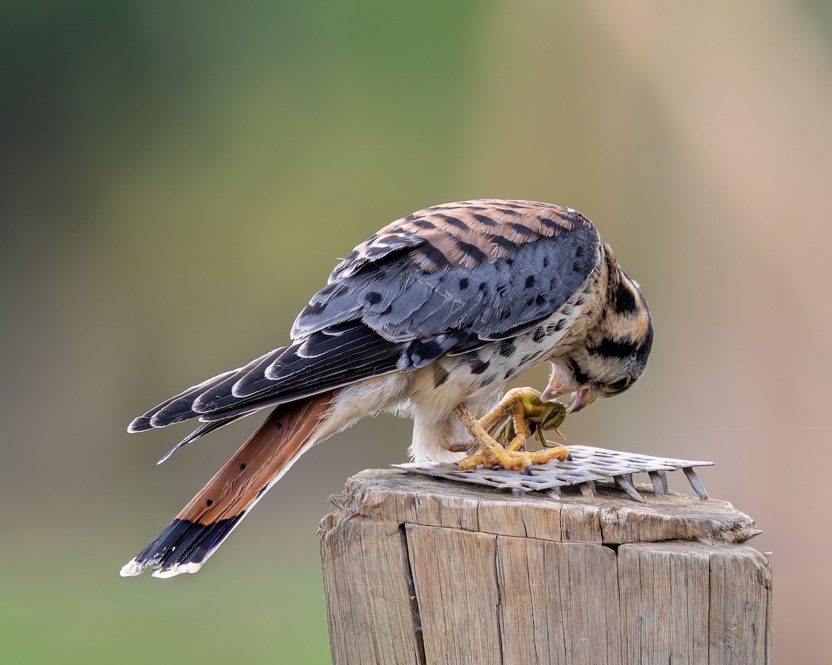 American Kestrel - ML646367743