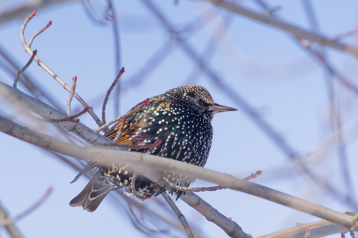 špaček obecný - ML646367748