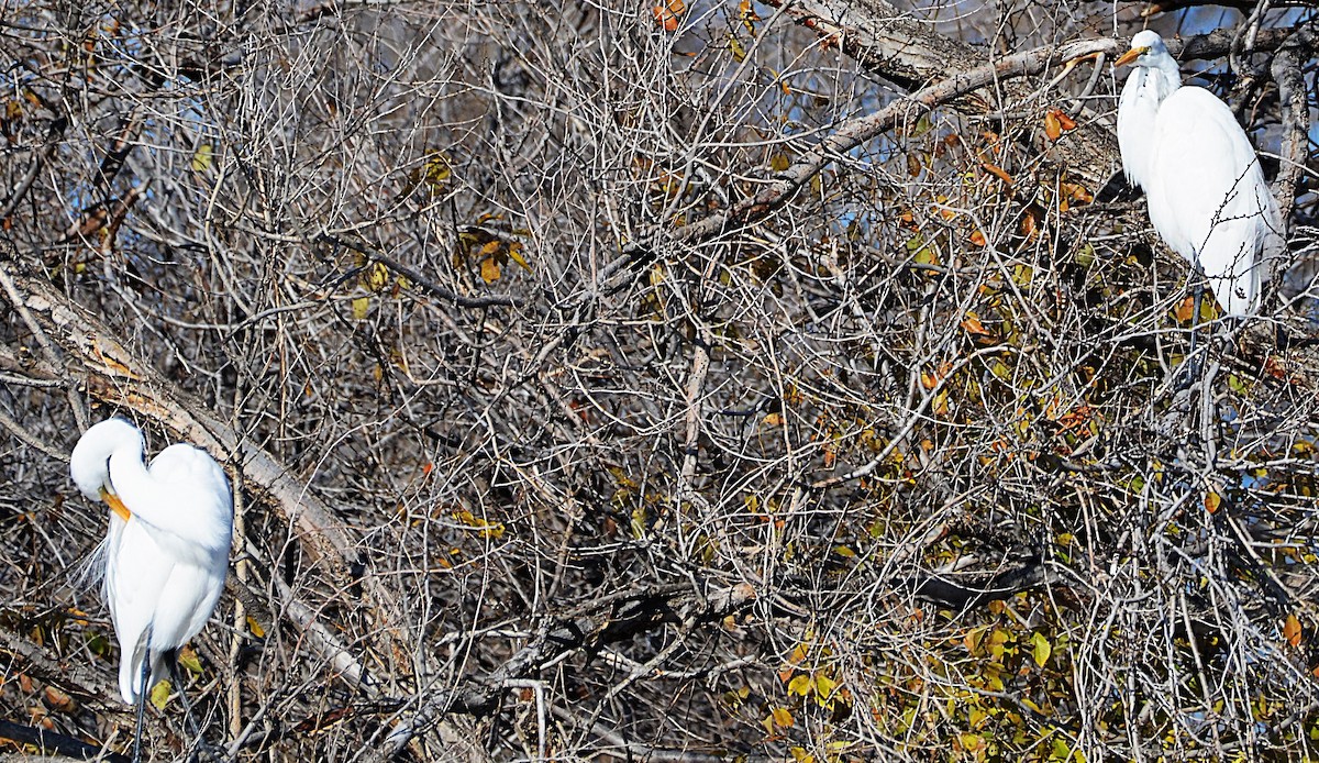 Great Egret - ML646367750