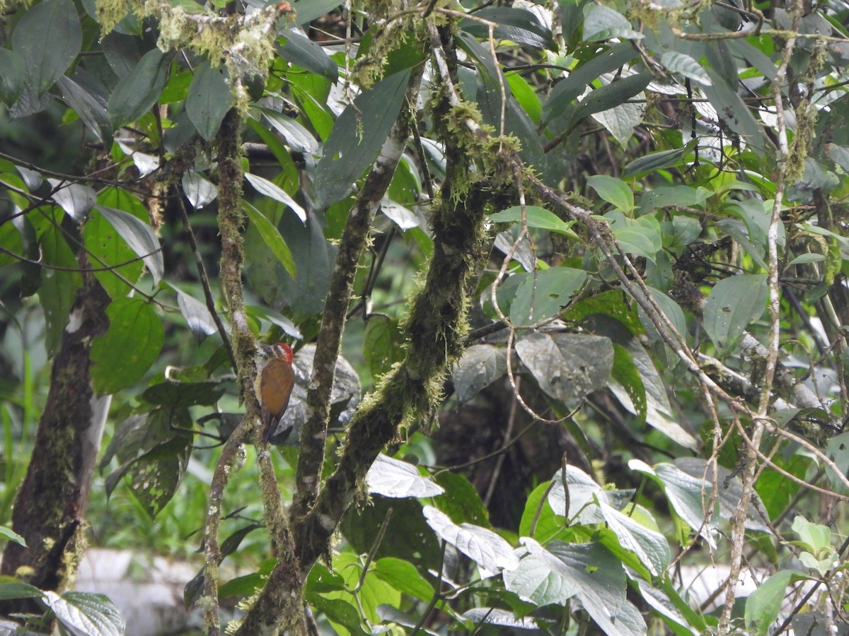 Yellow-vented Woodpecker - ML646367753