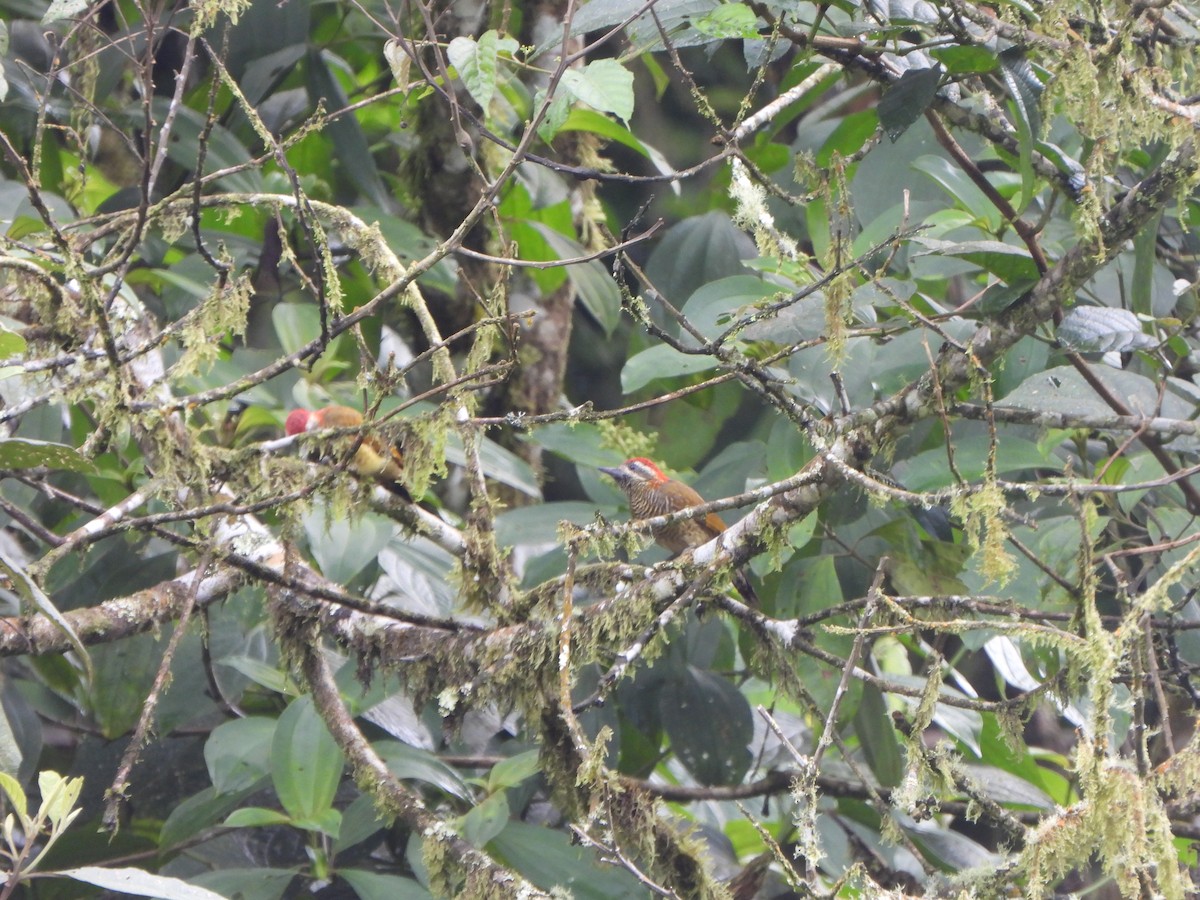 Yellow-vented Woodpecker - ML646367754