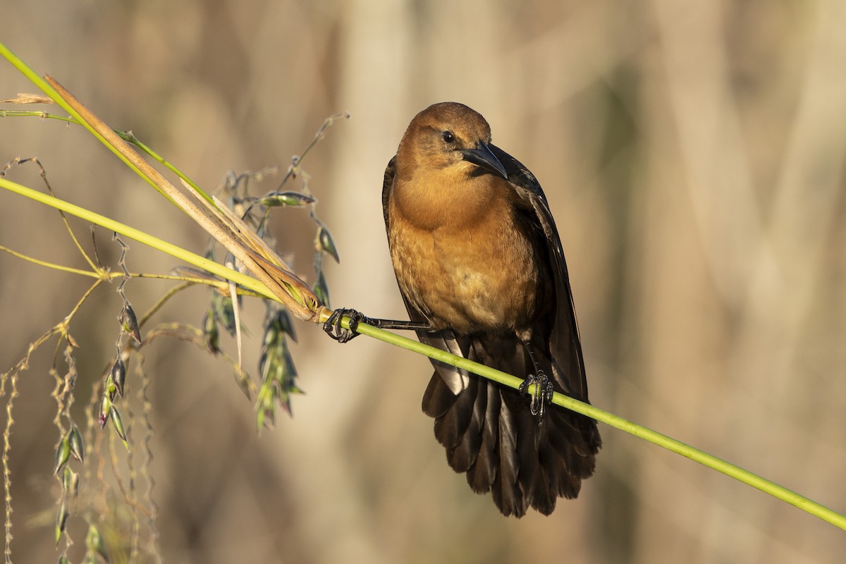 Boat-tailed Grackle - ML646367755