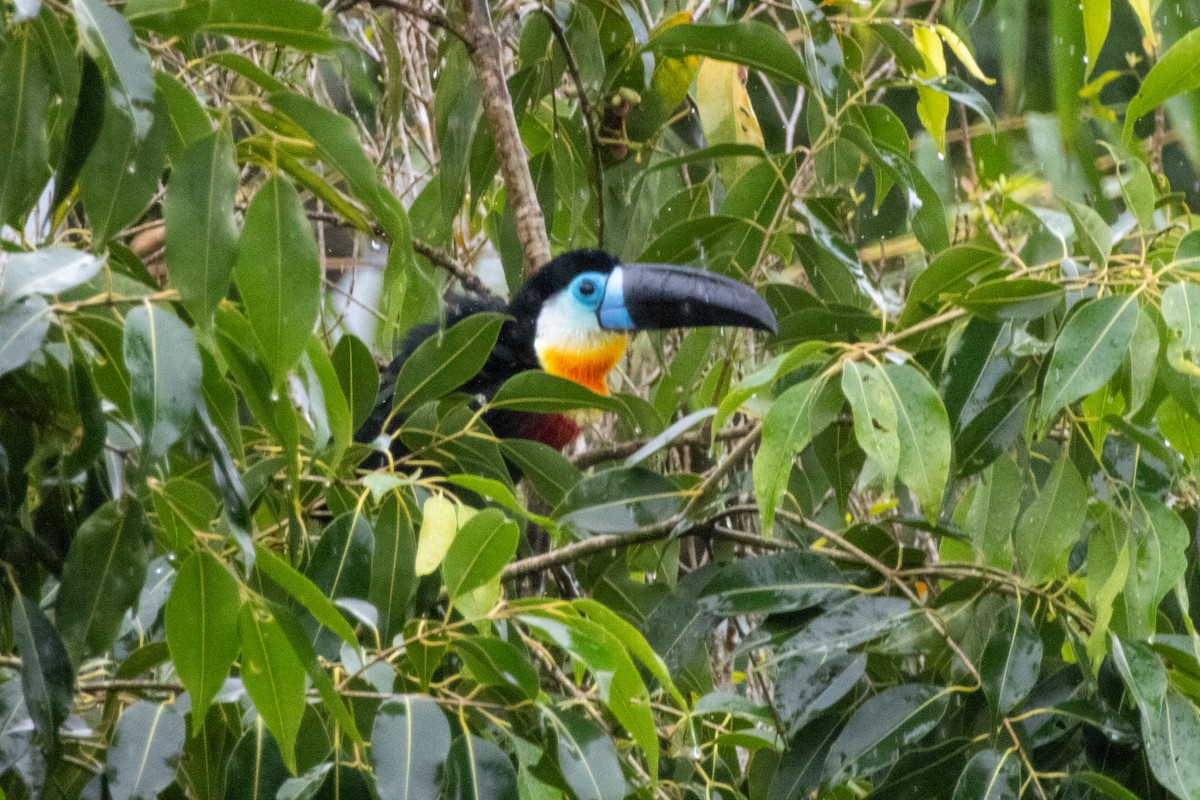 Channel-billed Toucan - ML646367756