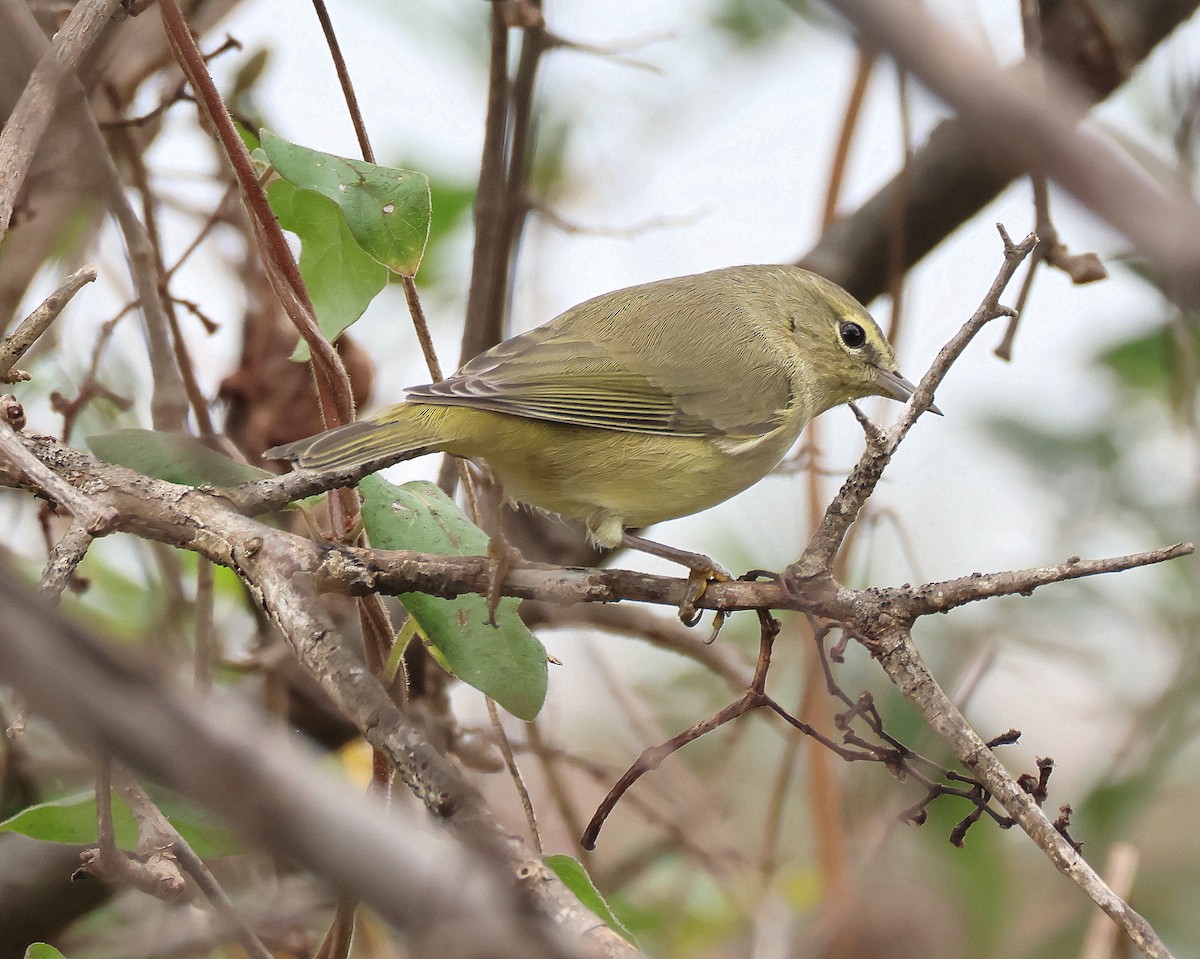Orange-crowned Warbler - ML646367757