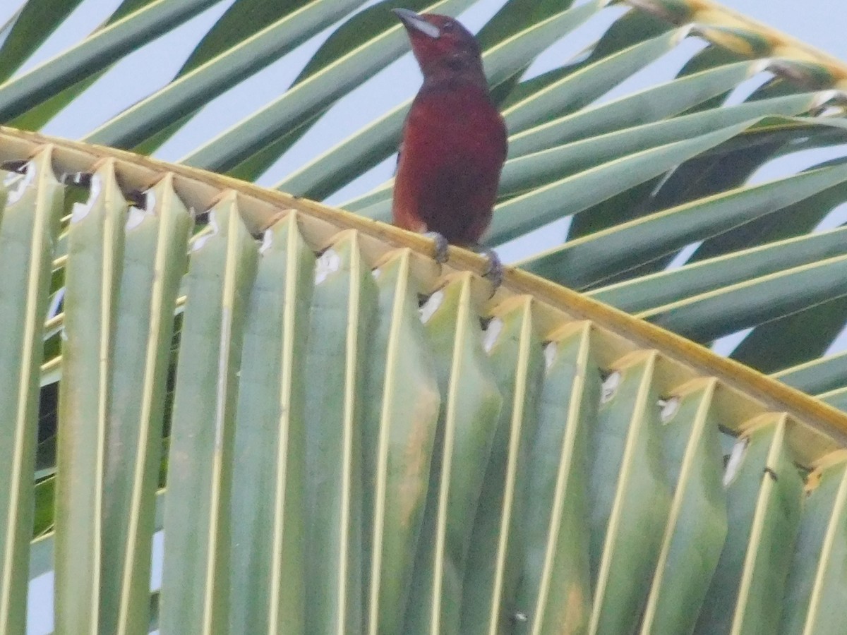 Silver-beaked Tanager - ML646367758