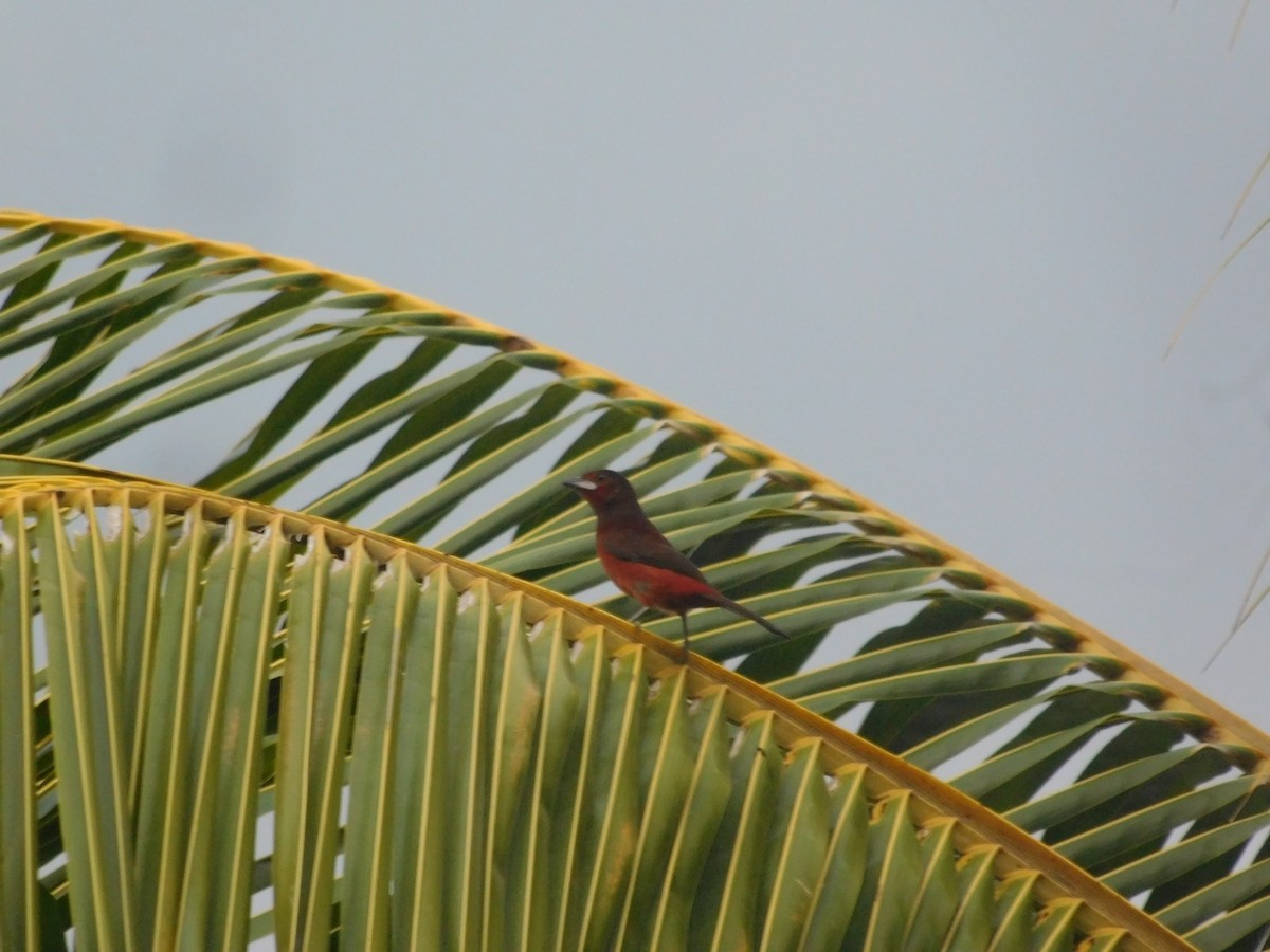 Silver-beaked Tanager - ML646367759