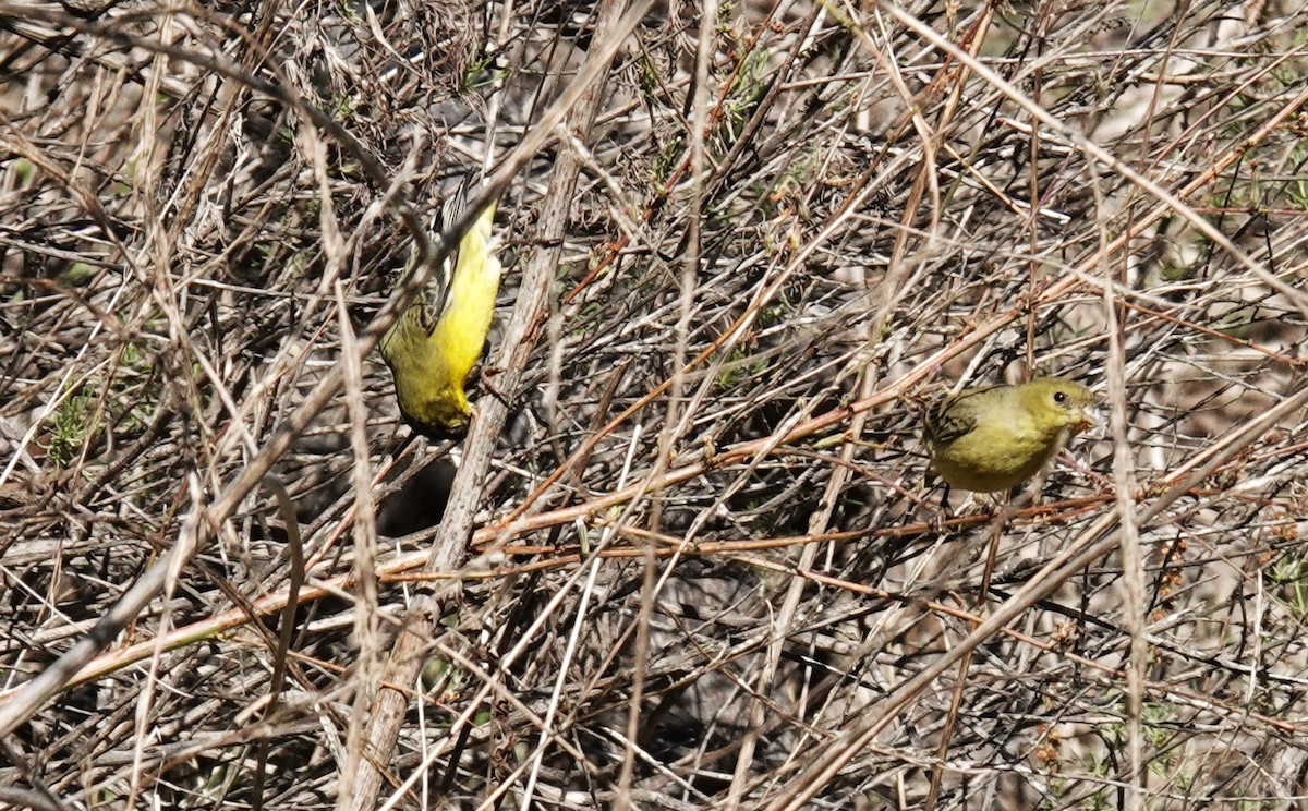 Lesser Goldfinch - ML646367763