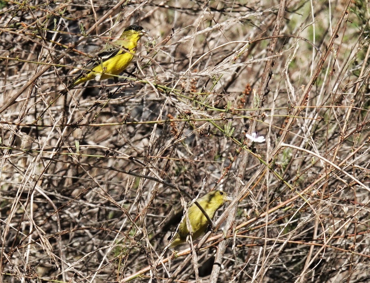 Lesser Goldfinch - ML646367764
