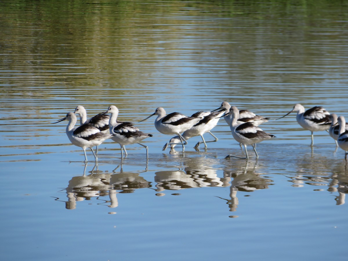 American Avocet - ML646367765