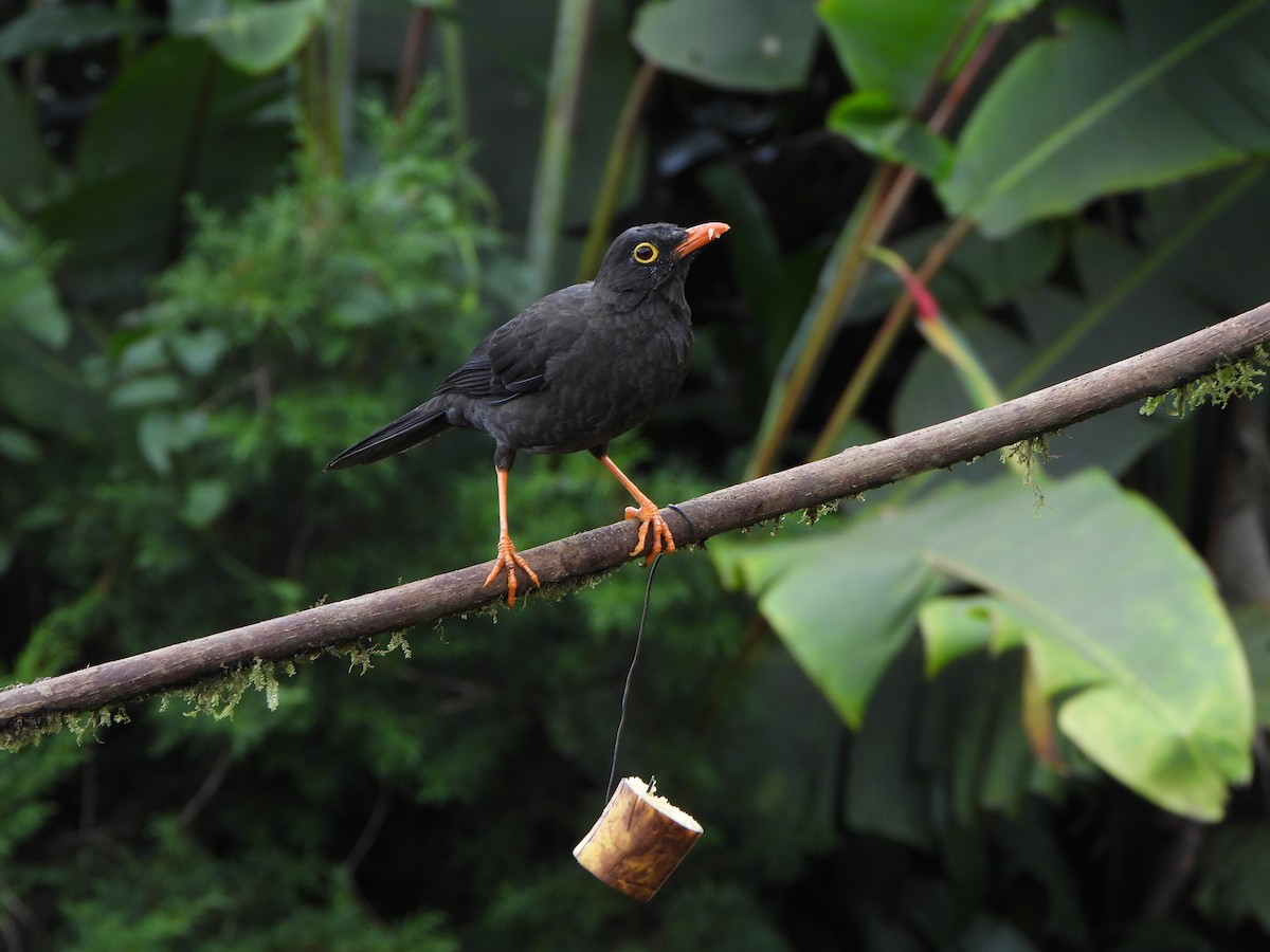 Great Thrush - ML646367770