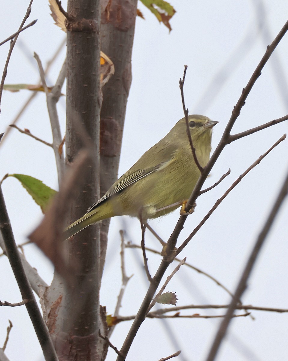Orange-crowned Warbler - ML646367775