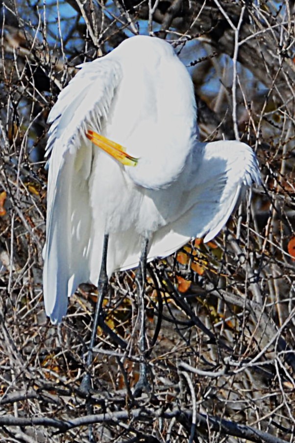 Great Egret - ML646367776