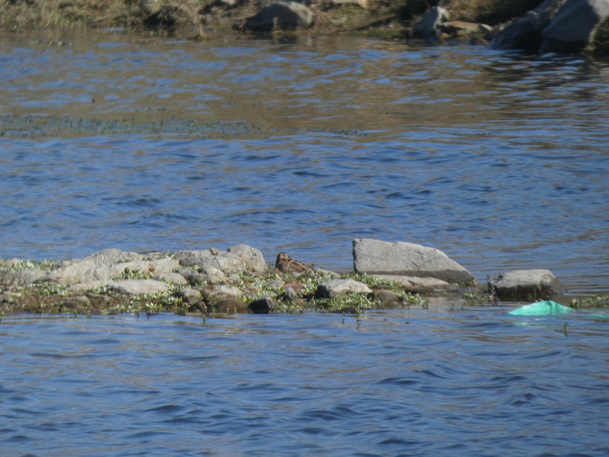 Common Snipe - ML646367777