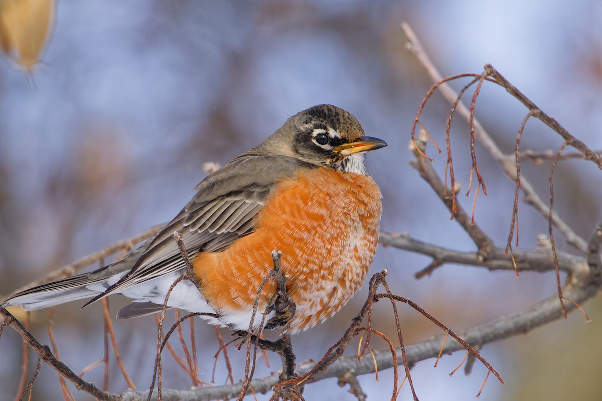 drozd stěhovavý - ML646367779