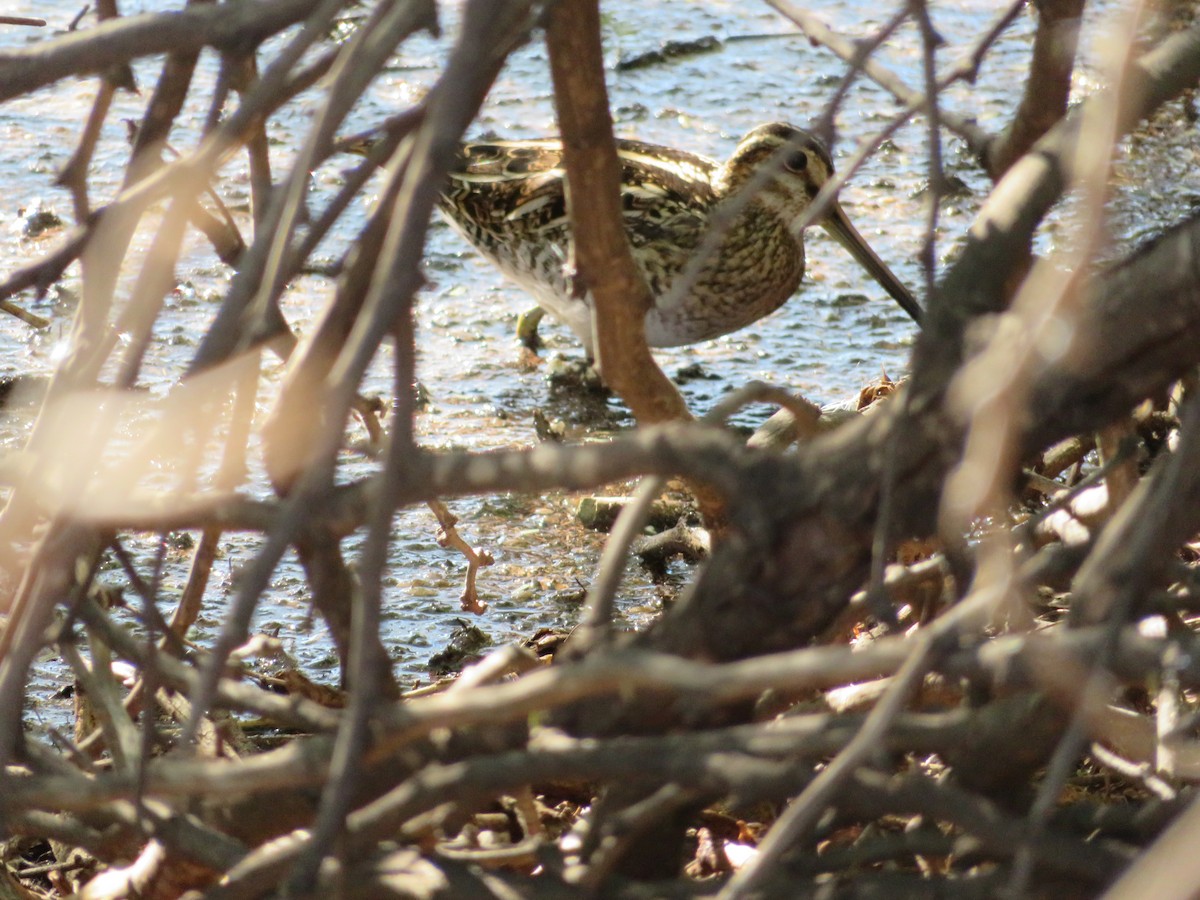 Wilson's Snipe - ML646367780