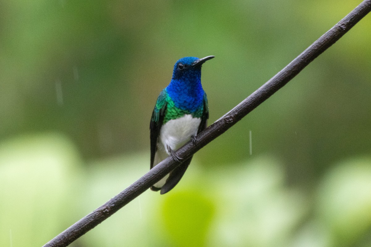 White-necked Jacobin - ML646367782