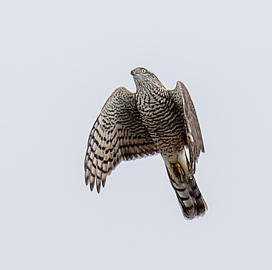 Eurasian Sparrowhawk - ML646367783