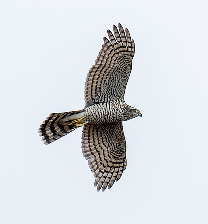 Eurasian Sparrowhawk - ML646367784