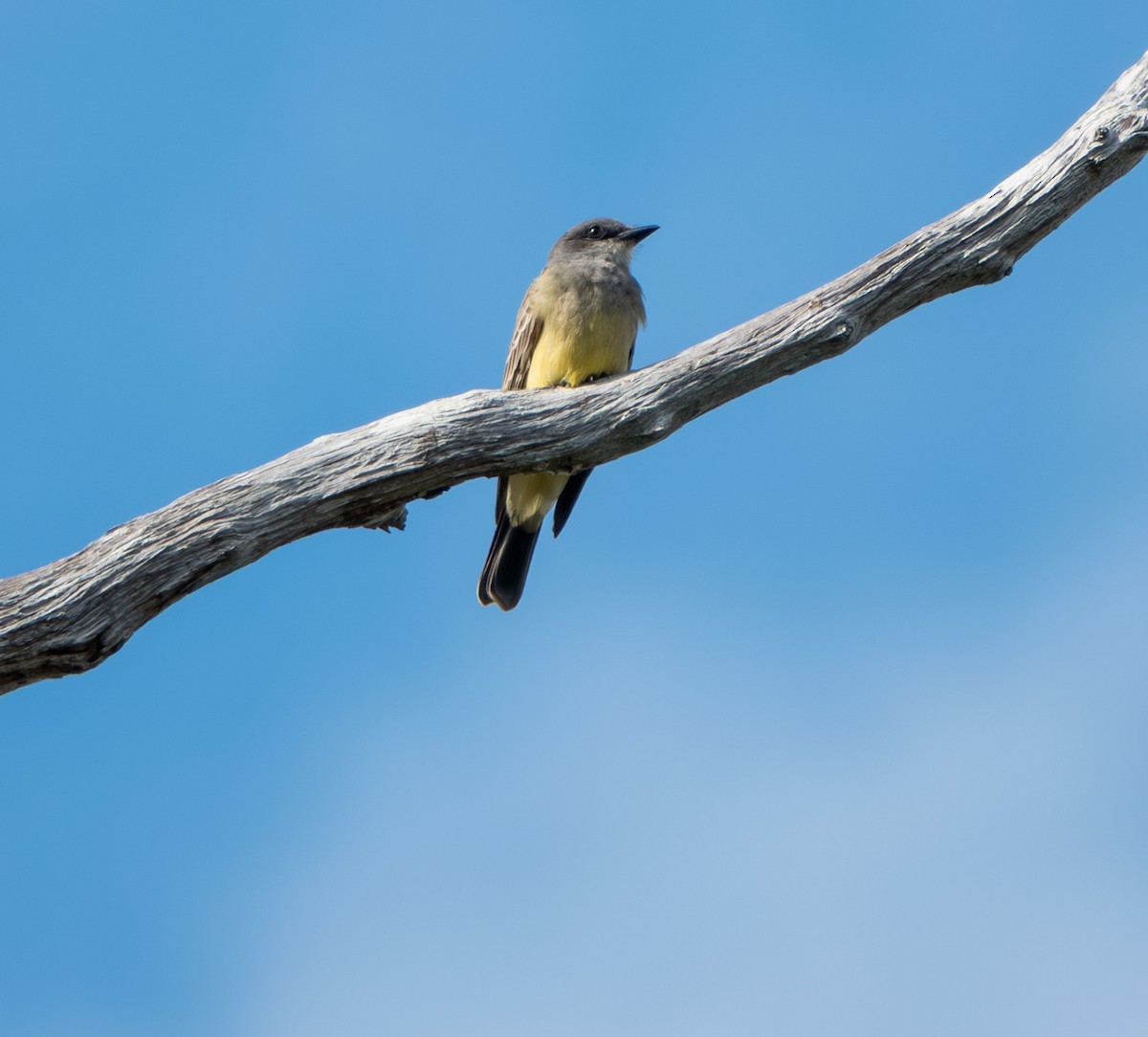 Cassin's Kingbird - ML646367786