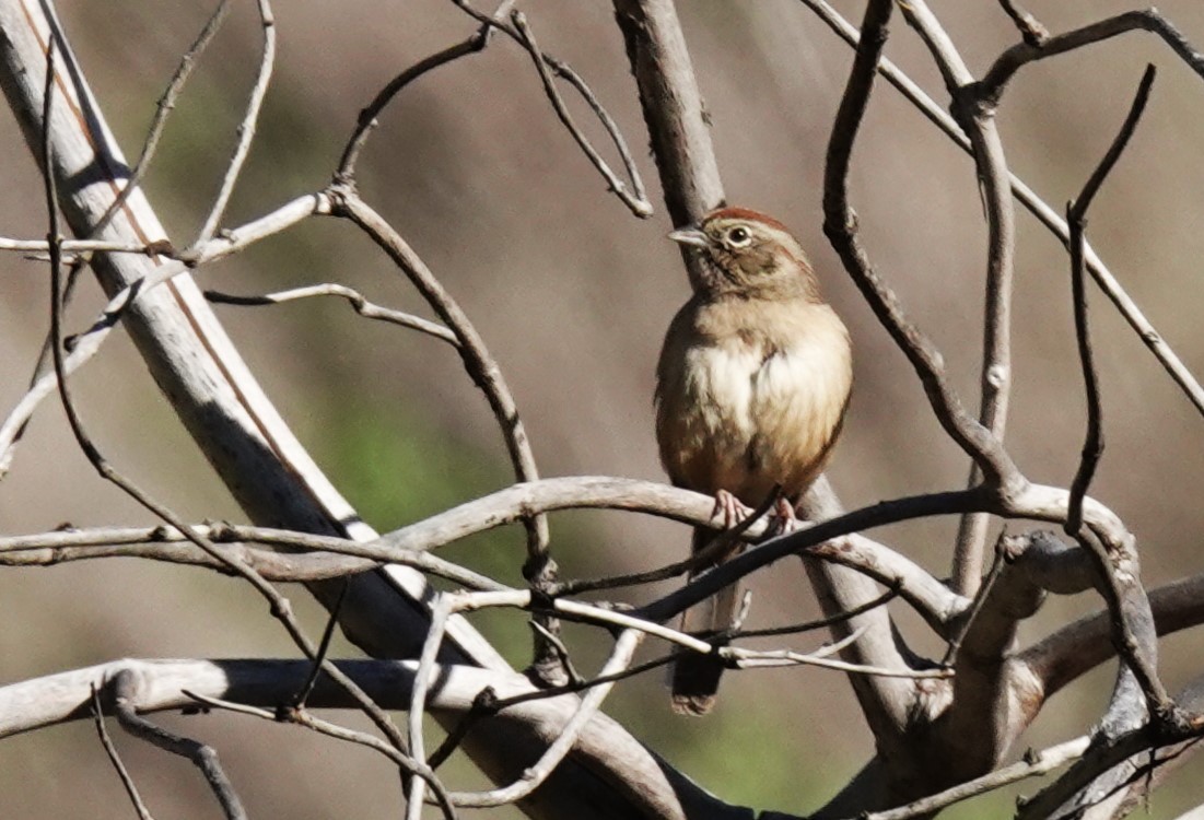 Rufous-crowned Sparrow - ML646367787