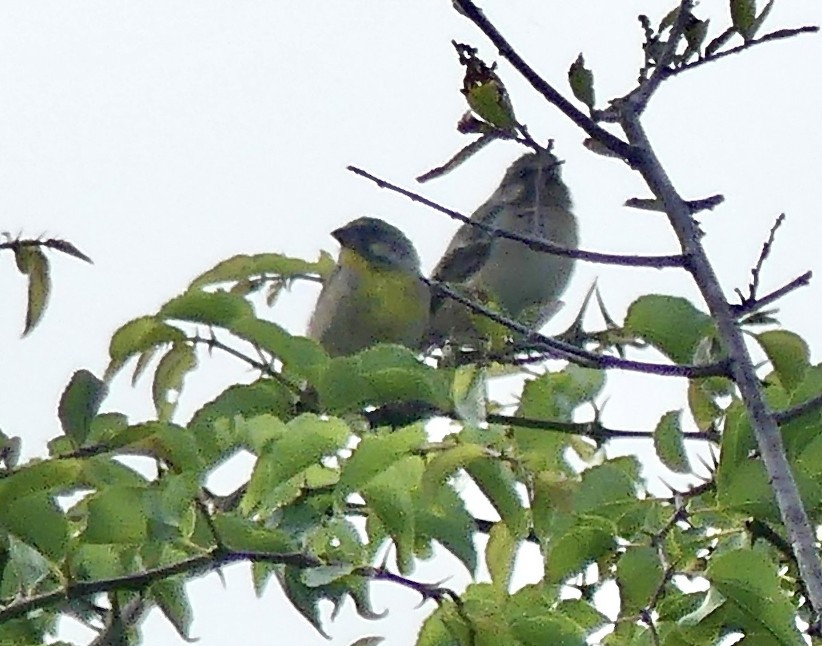 Lemon-breasted Seedeater - ML646367795
