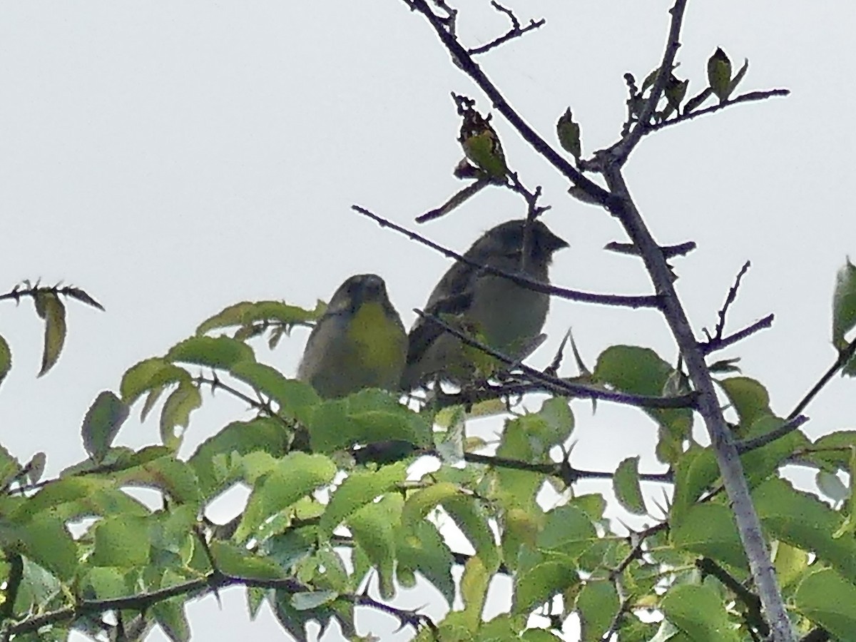 Lemon-breasted Seedeater - ML646367796