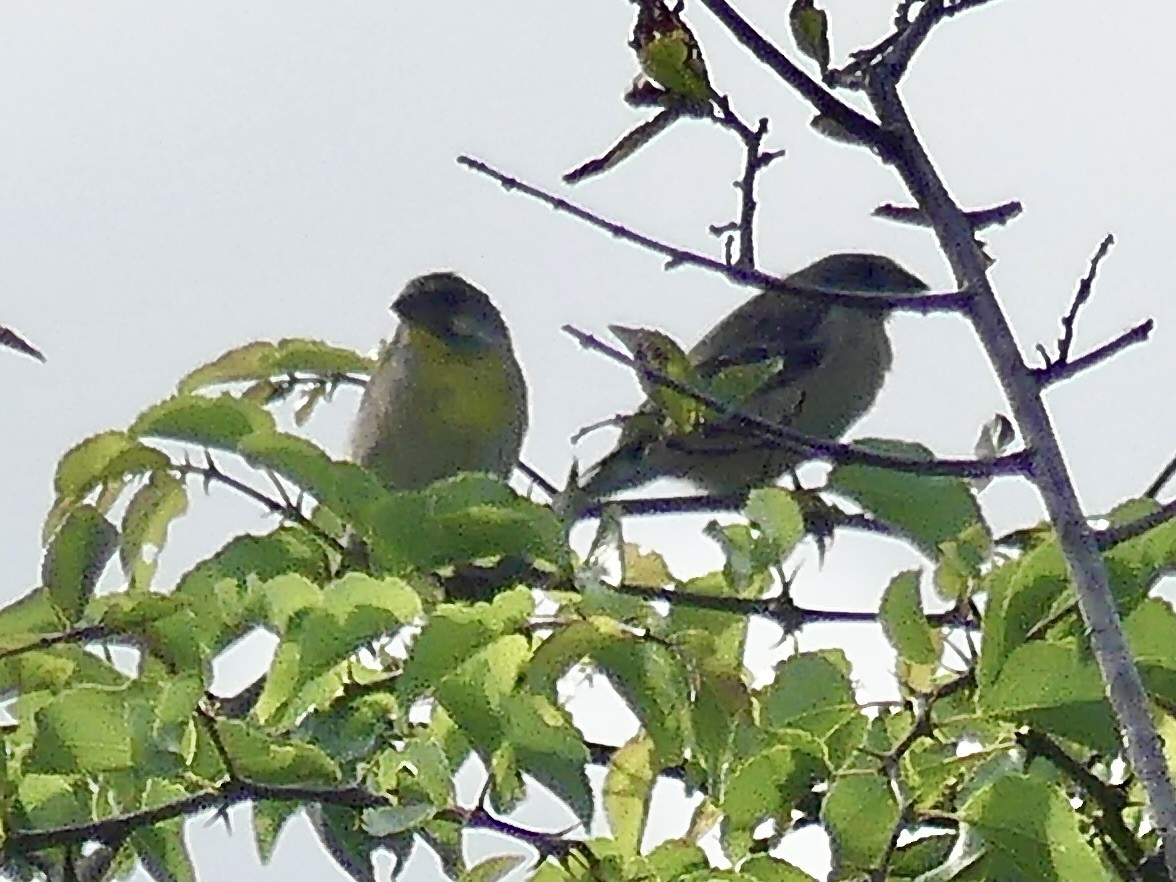 Lemon-breasted Seedeater - ML646367797