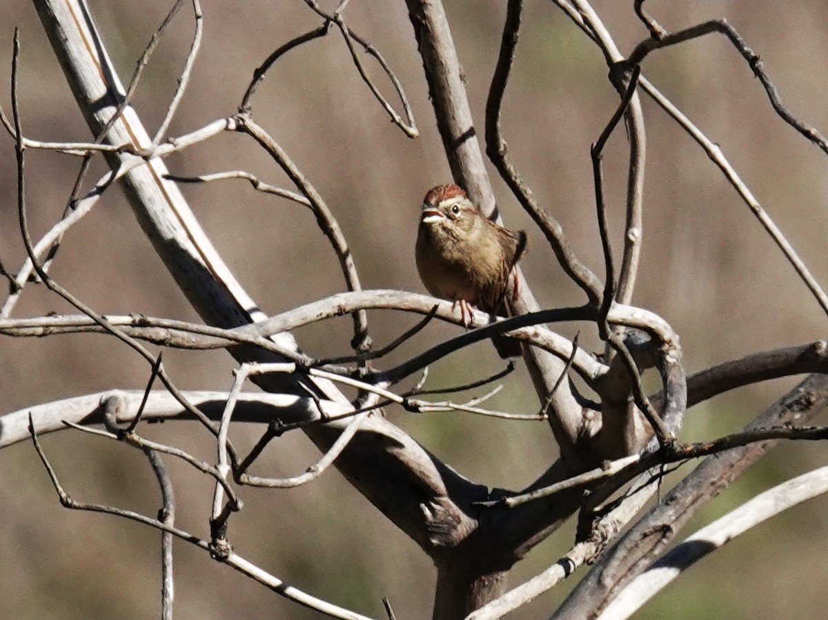 Rufous-crowned Sparrow - ML646367798