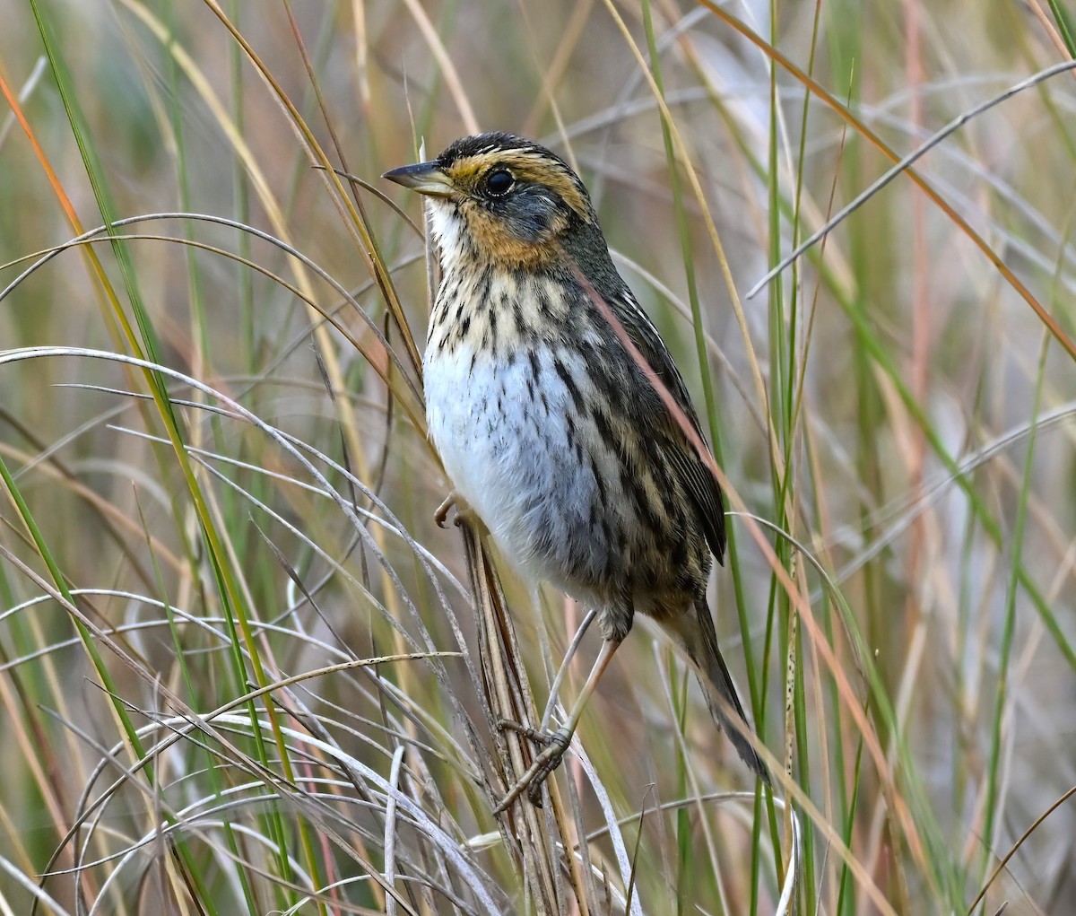 Saltmarsh Sparrow - ML646367799