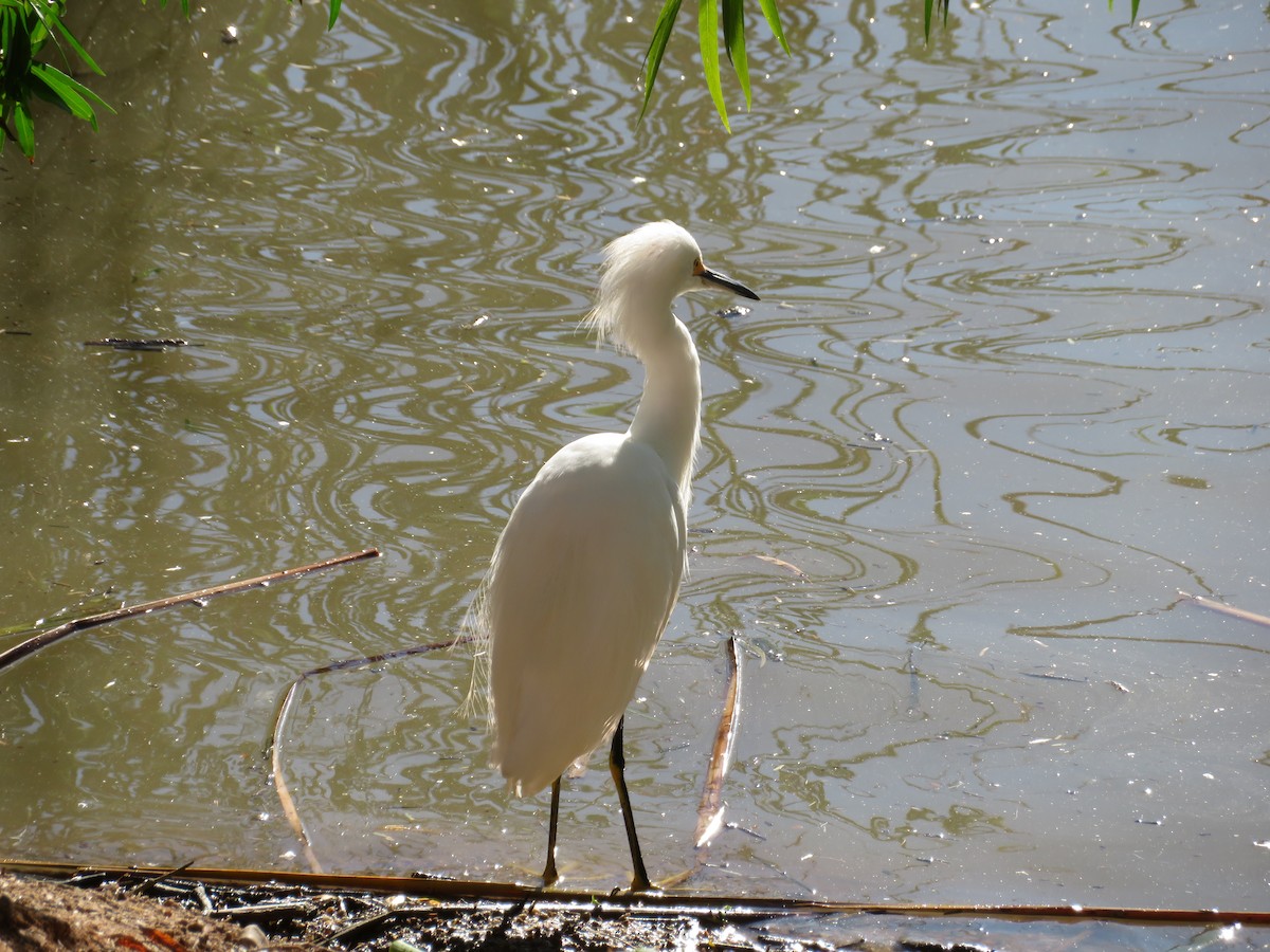 Snowy Egret - ML646367800