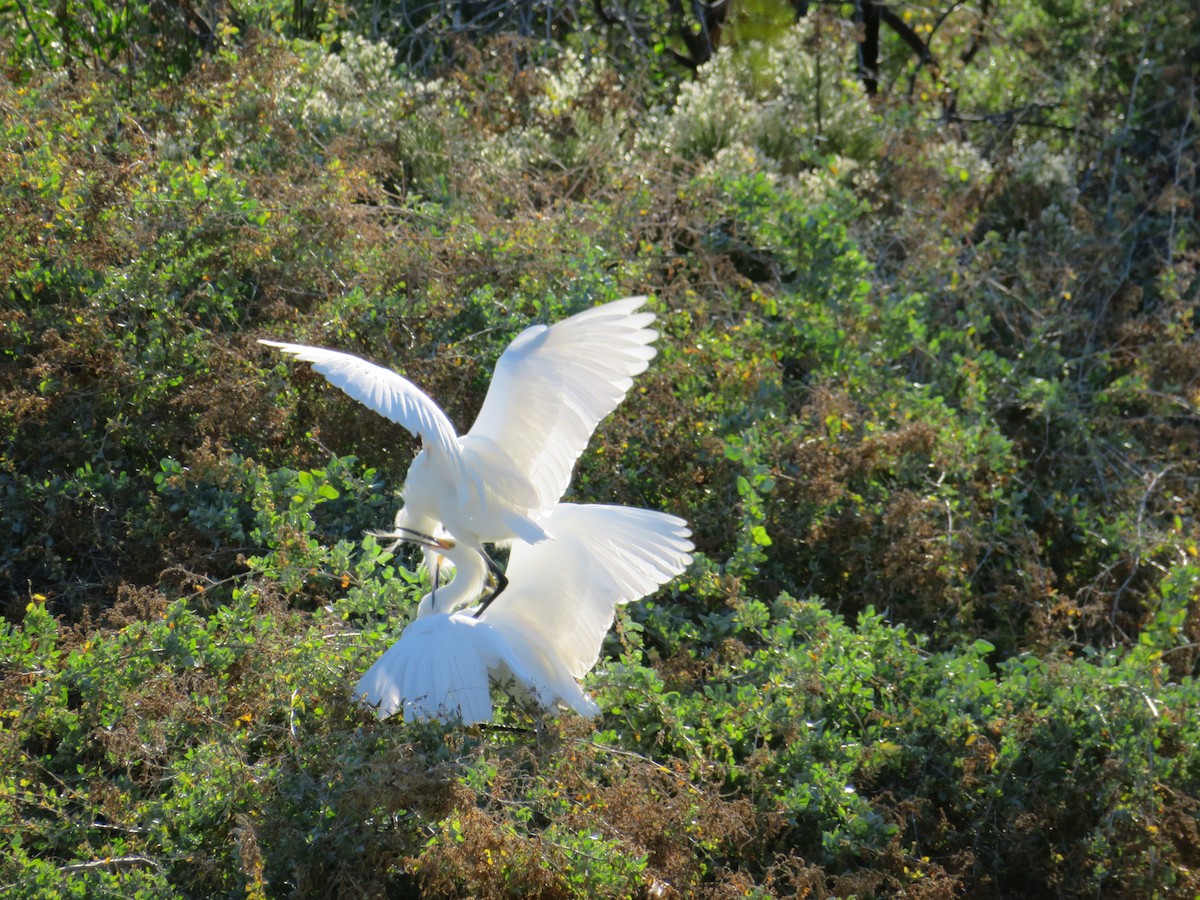 Snowy Egret - ML646367801