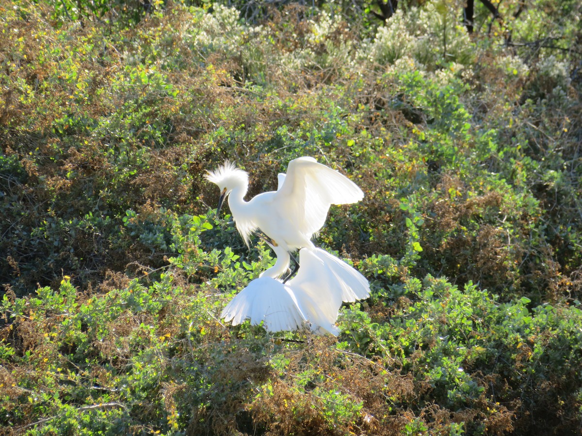 Snowy Egret - ML646367802