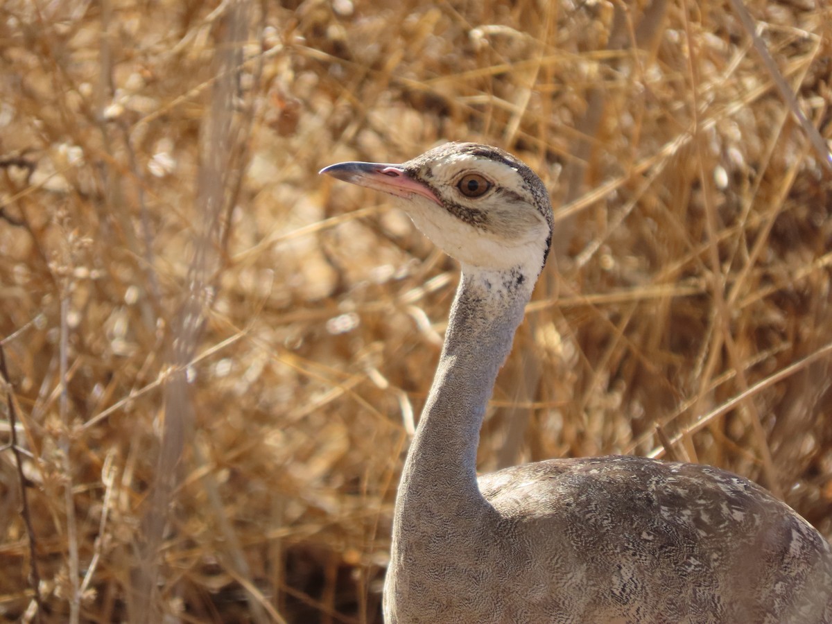 White-bellied Bustard - ML646367803