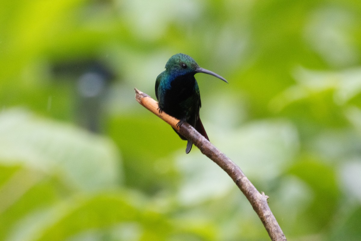 Black-throated Mango - ML646367804