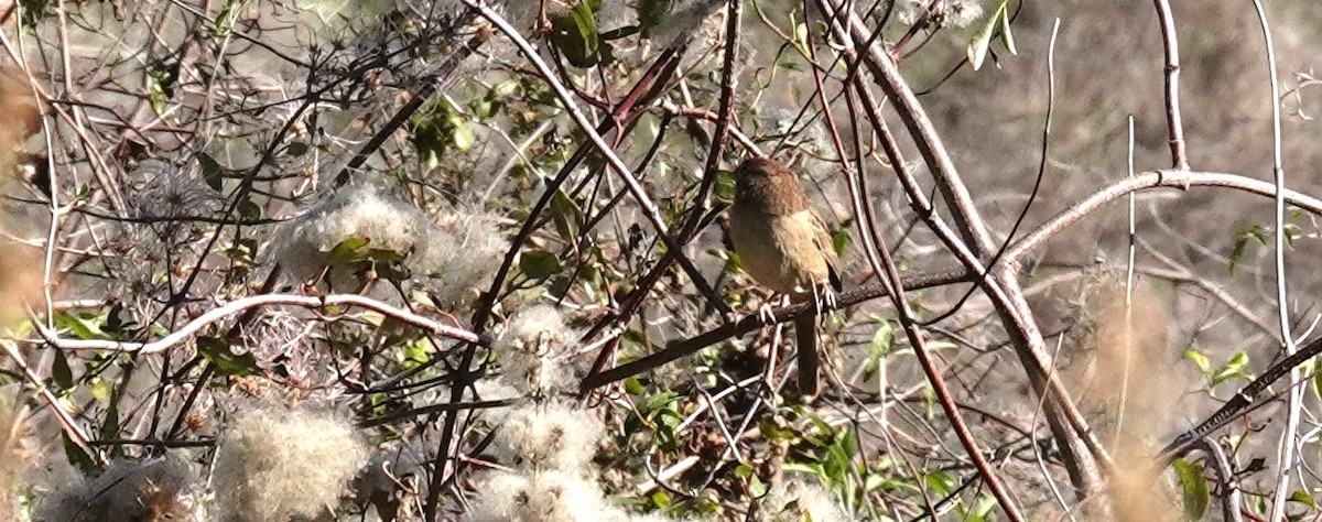 Rufous-crowned Sparrow - ML646367805