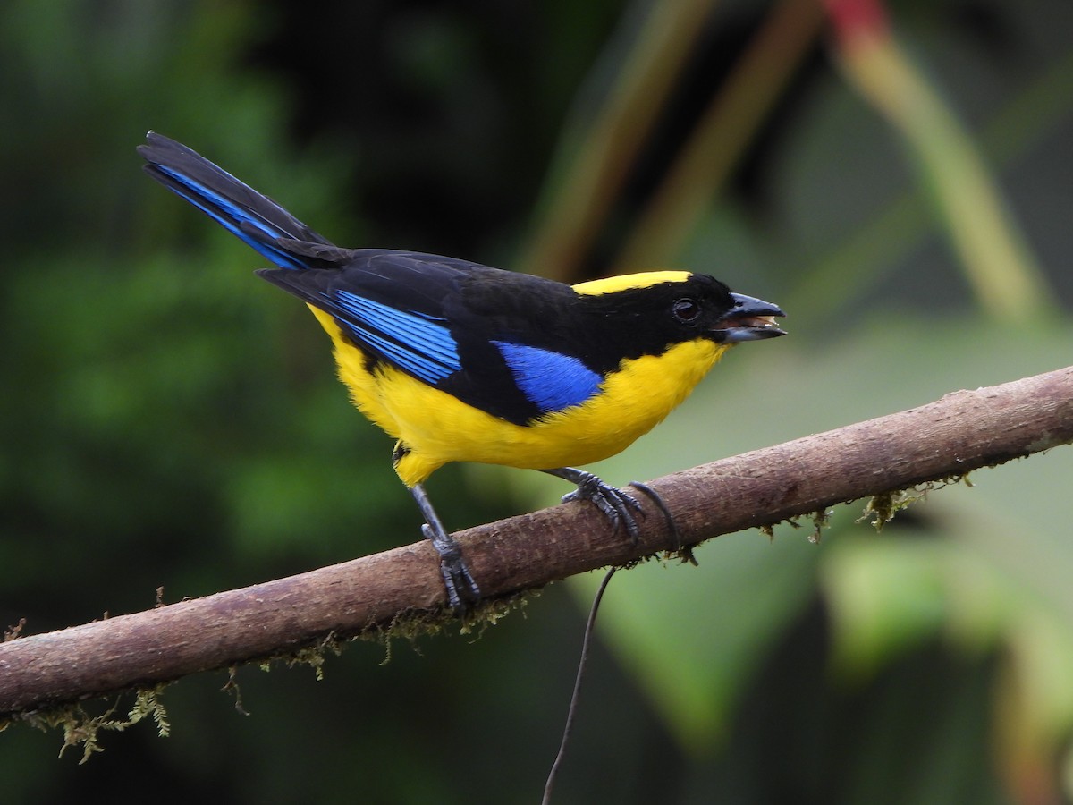 Blue-winged Mountain Tanager - ML646367807