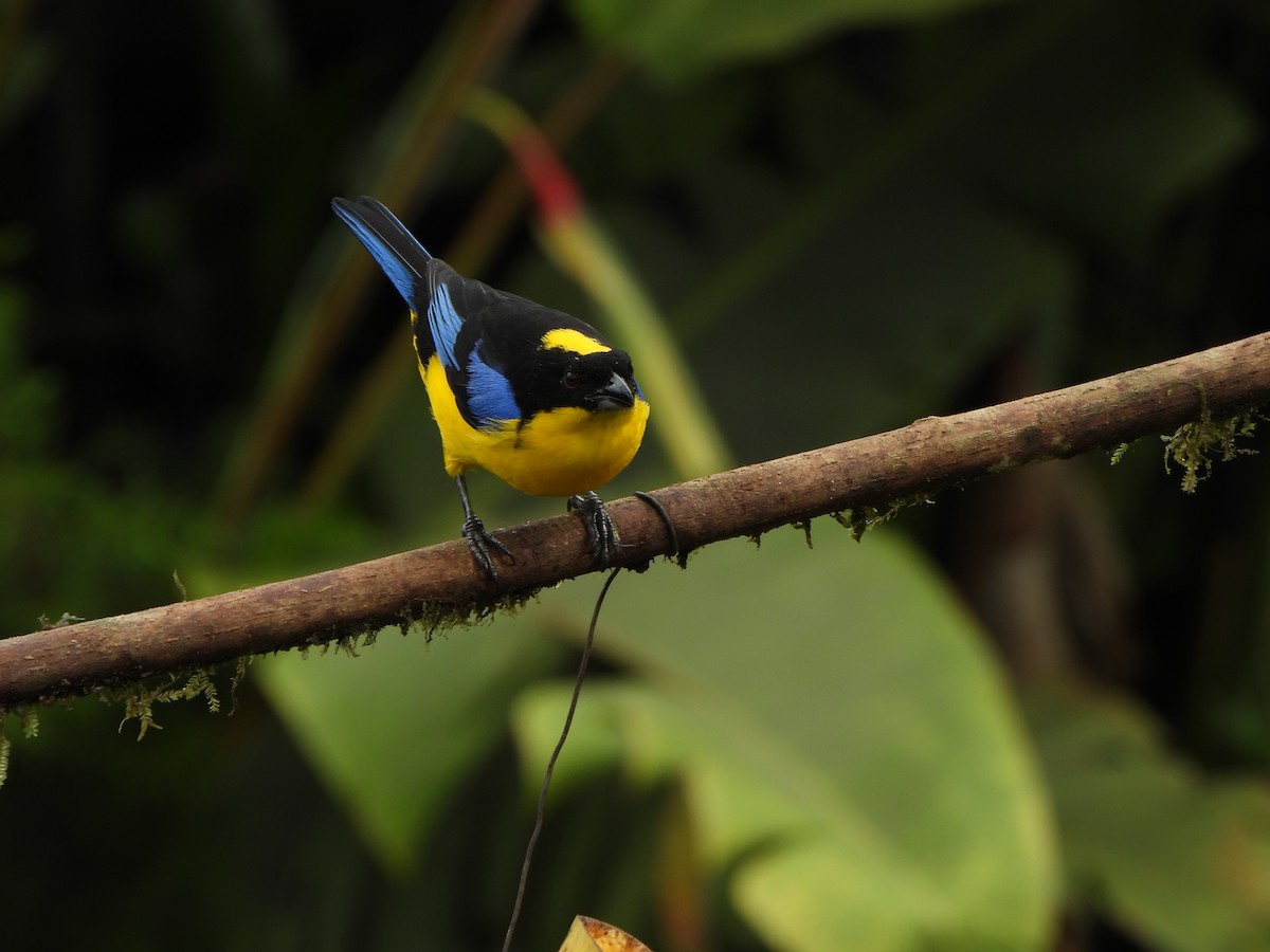 Blue-winged Mountain Tanager - ML646367808