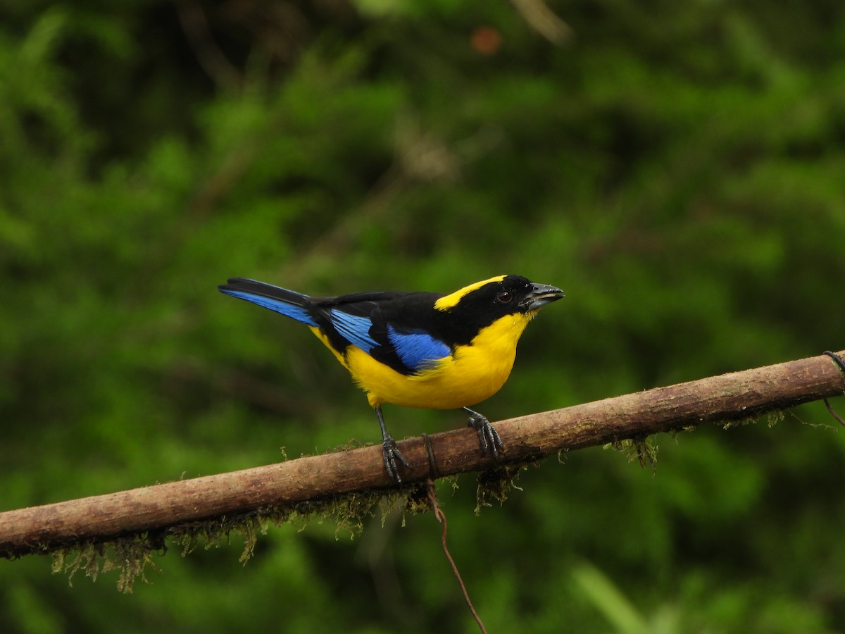 Blue-winged Mountain Tanager - ML646367809