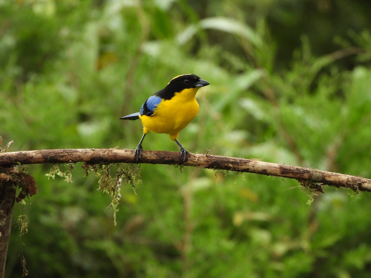 Blue-winged Mountain Tanager - ML646367810