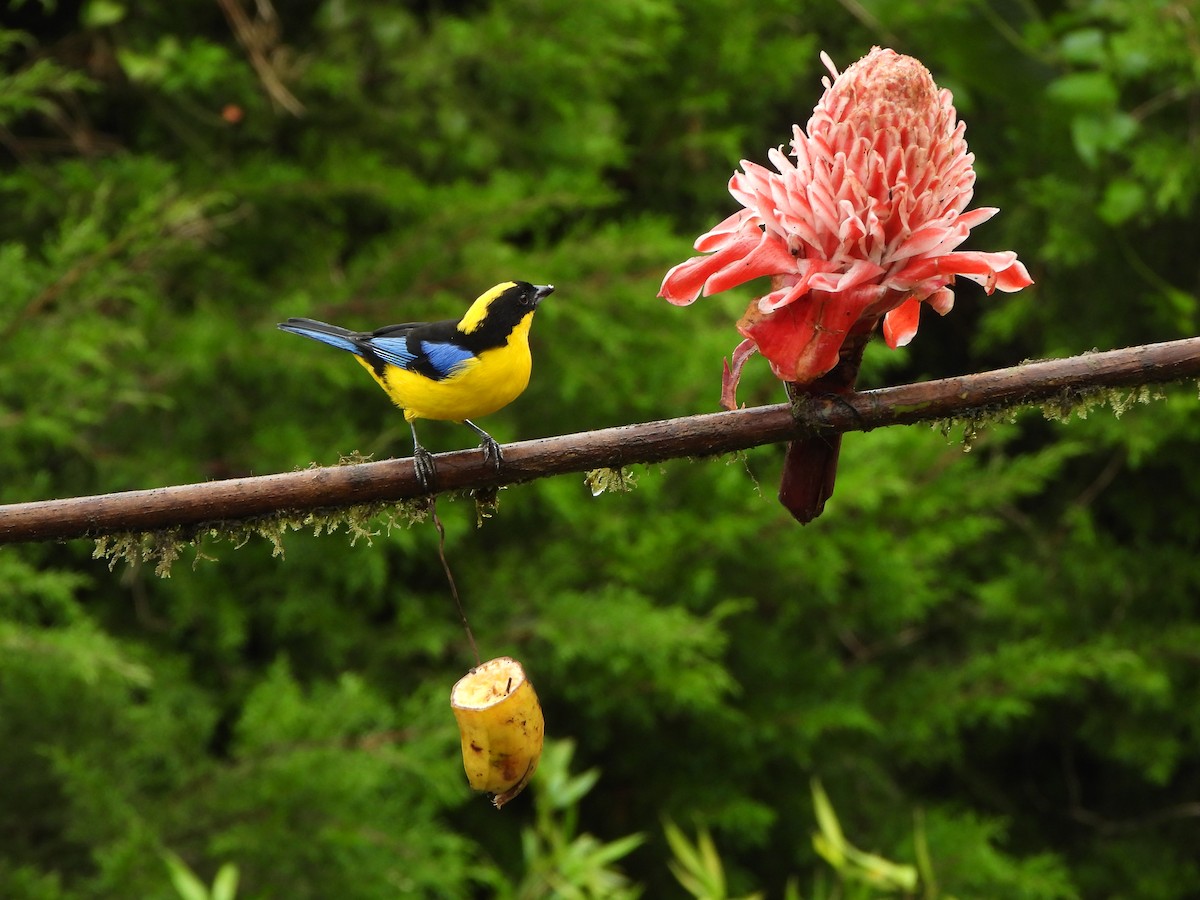 Blue-winged Mountain Tanager - ML646367811