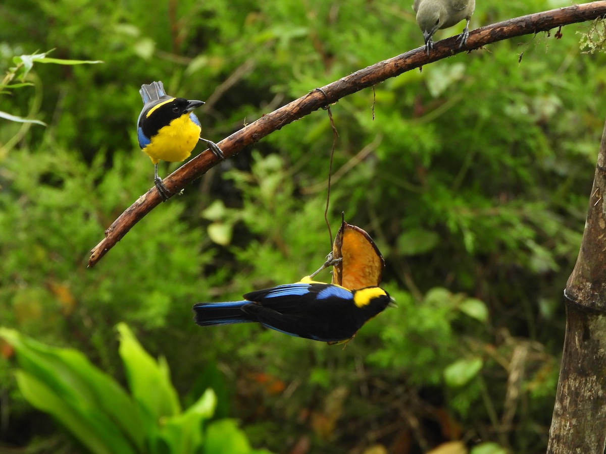 Blue-winged Mountain Tanager - ML646367812