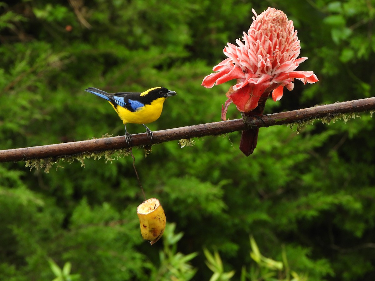 Blue-winged Mountain Tanager - ML646367813