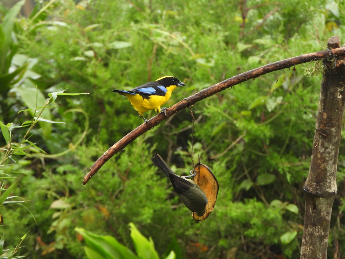 Blue-winged Mountain Tanager - ML646367814
