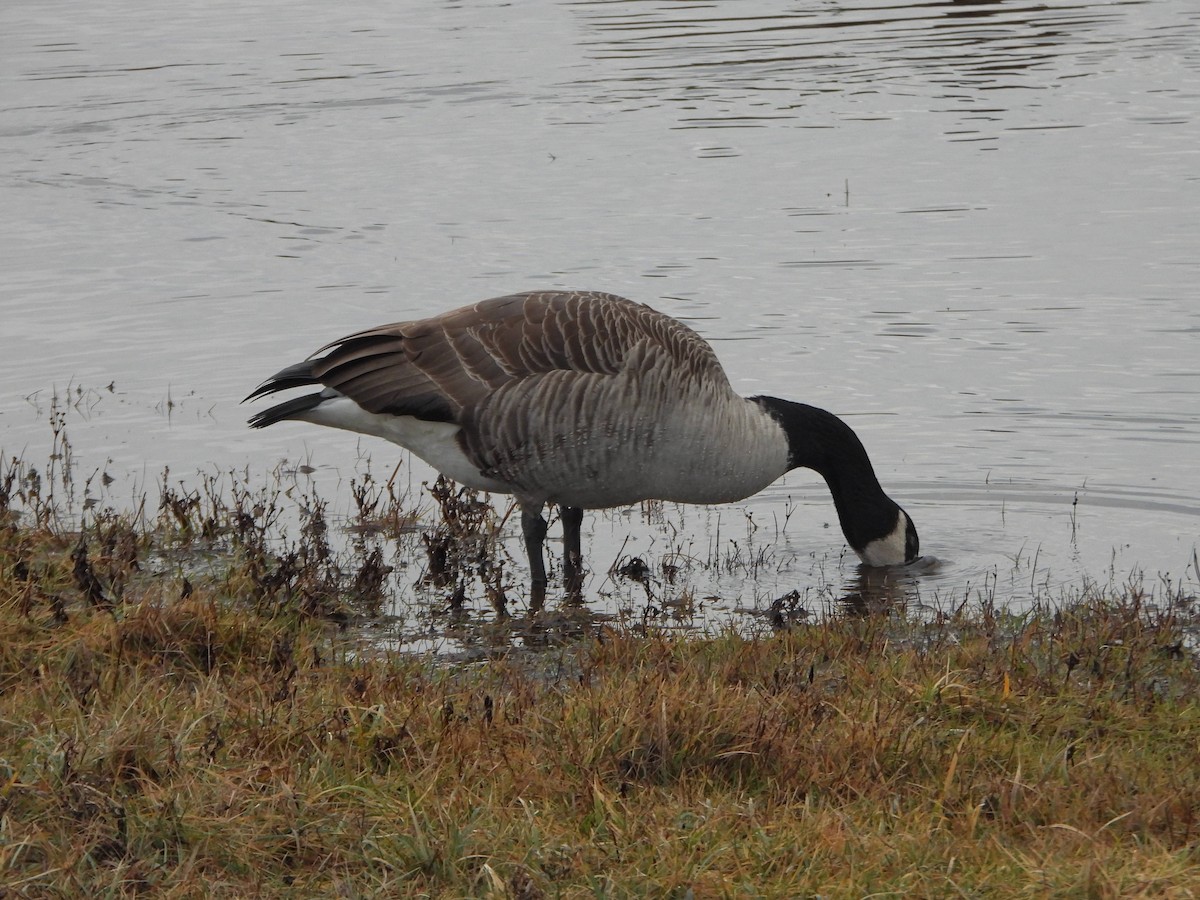 Canada Goose - ML646367815