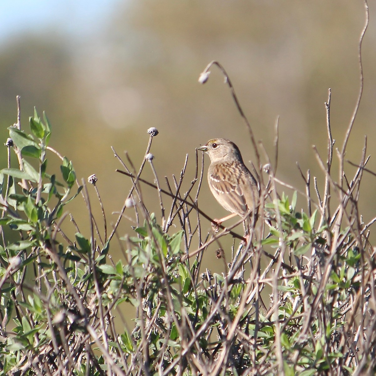 Golden-crowned Sparrow - ML646367816