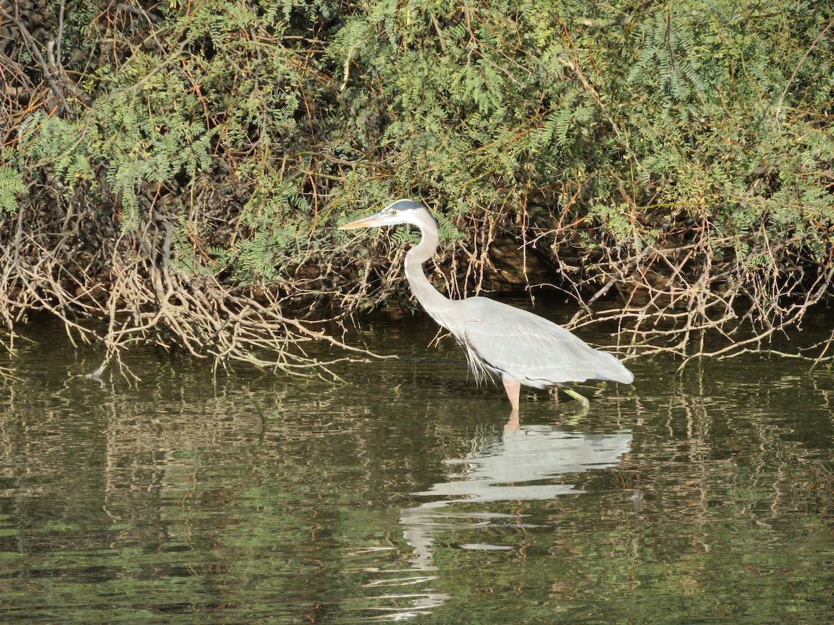 Great Blue Heron - ML646367817