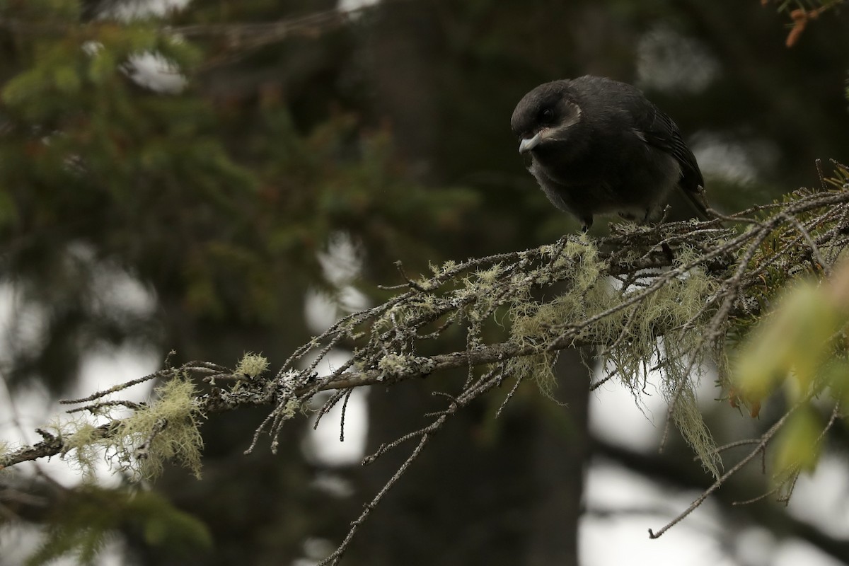 Canada Jay - ML646367818